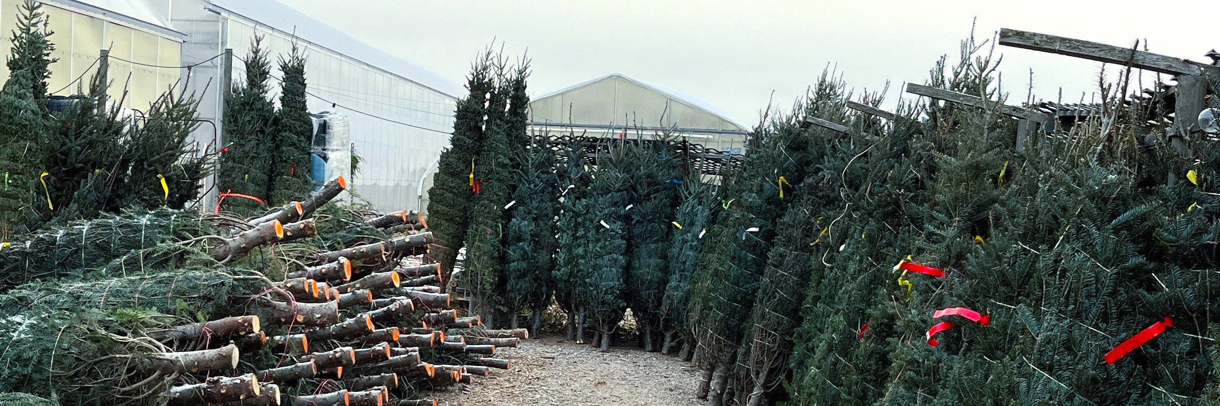Fresh Cut Christmas Trees