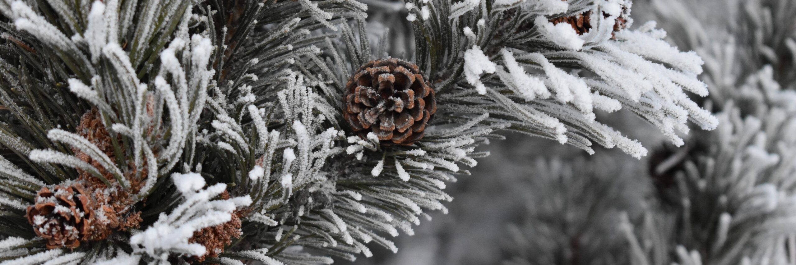 Family Day at Creekside Sat. Nov. 29 - 9am-5pm