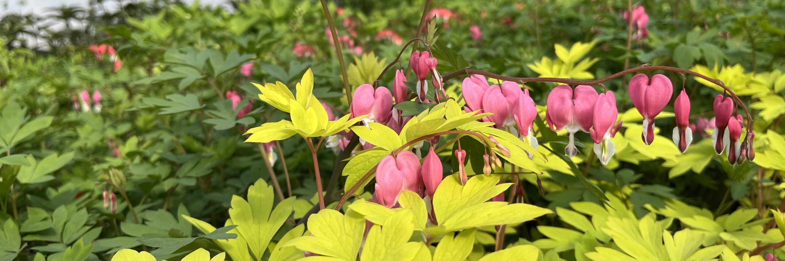 Perennials, Trees and Shrubs 