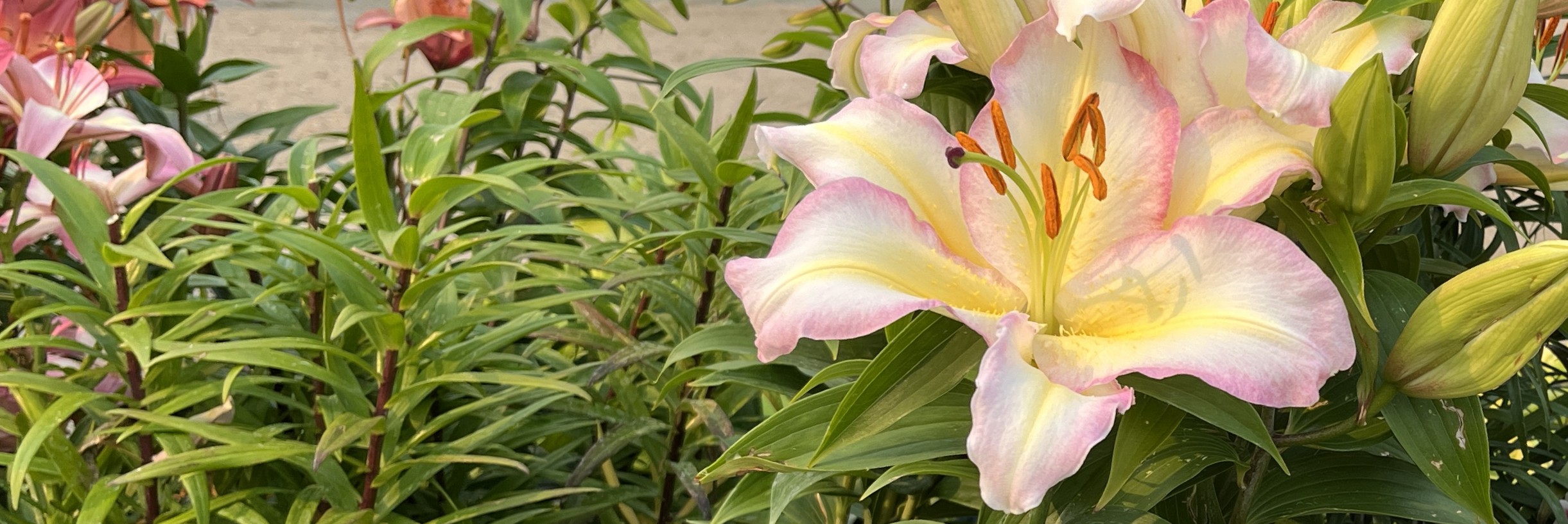 50% off Lilies (Lilium) & 25% off Hostas