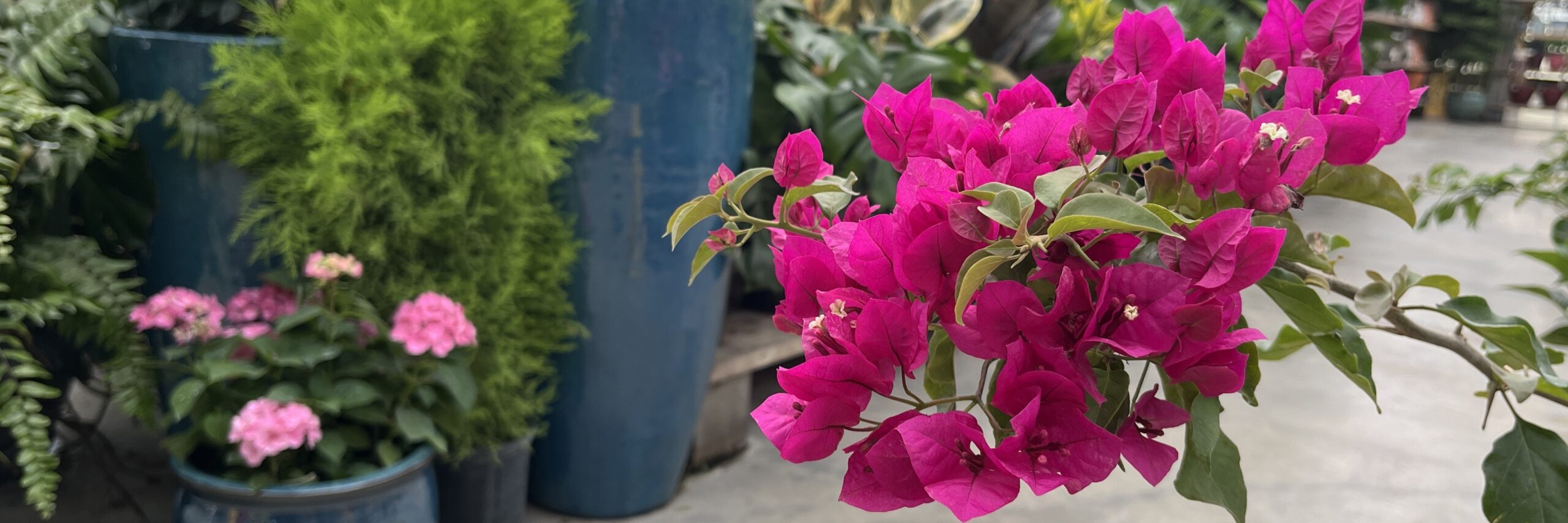 Houseplants & Pottery